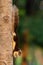 Cute Thai common squirrel perching on a tree trunk with food in hands