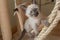 Cute Thai kitten plays hunts on beige soft kitty hammock background. 6 weeks old Siamese cat with blue almond-shaped eyes