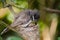 Cute Thailand Black and white Bewick`s Wren bird on its nest in close up.