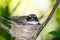 Cute Thailand Black and white Bewick`s Wren bird on its nest in close up.