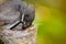 Cute Thailand Black and white Bewick`s Wren bird on its nest in close up.