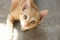 Cute thailang shorthair cat kitten