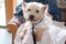 Cute therapy dog on lap of senior person in retirement care home