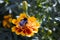 Cute thick bumble bee gathering nectar from bright marigold flower