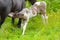 Cute thirsty suckling foal drinking milk from its mother, it is nursing from its dam on a sunny day in spring, Ireland