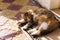 Cute three-haired cat sleeping on a rug