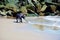 Cute three month cane corso mastiff on the beach