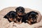 Cute three pupies yorkshire terrier