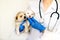 Cute three puppy dogs in the arms of veterinary healthcare professional - getting ready for their first vaccine.Inspection