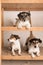 Cute three small purebred crazy Jack Russell Terrier dogs lie well behaved in a shelf