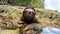 Cute three-toed sloth on ground of tropical shore