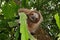 Cute three-toed sloth in a jungle tree wild animal