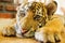 Cute tiger cub.