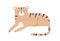 Cute tiger cub lying, relaxing. Jungle baby animal in Scandinavian nordic style. Adorable happy smiling lovely sweet