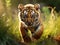 Cute tiger cub. Siberian tiger in grass. Amur tiger running in the meadow. Action wildlife summer scene with danger animal.