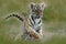 Cute tiger cub. Siberian tiger in grass. Amur tiger running in the meadow. Action wildlife summer scene with danger animal. Nature
