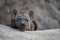 A cute, tiny black hyena pup