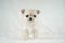 Cute Tiny Creamy White Chihuahua Puppy On White Blanket