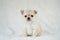 Cute Tiny Creamy White Chihuahua Puppy On White Blanket