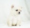 Cute Tiny Creamy White Chihuahua Puppy On White Blanket