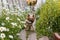 A cute tiny dog runs along a wooden sidewalk among daisies