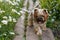 A cute tiny dog stands on a wooden sidewalk among daisies