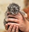 Cute tiny gray fluffy kitten
