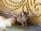 Cute tiny kitten sitting transfixed next to giant Buddha foot