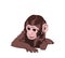 Cute tiny monkey and textile printing variants, gift paper printing patterns, animal picture and writings, pattern, fabric pattern