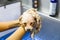 Cute tiny poodle puppy dog being showered on a bath basin