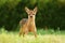 Cute tiny roe deer fawn