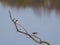 Cute tiny spotted sandpiper in breeding plumage and tree swallow perched on a branch