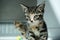 Cute tiny tortoiseshell kitten sitting calmly in front of the camera