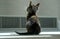 Cute tiny tortoiseshell kitten sitting in the shadow indoors on grey background