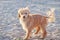 A Cute Tiny Wet Puppy Dog Alone on the Sandy Beach