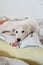 A cute and tired dog lying in bed and looking directly at the camera. White borzoi, russian greyhound puppy