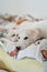 A cute and tired dog lying in bed and looking directly at the camera. White borzoi, russian greyhound puppy