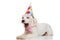 Cute and tired gentleman bichon with birthday hat yawning