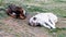 Cute tired wild dog pupies sleeping on grass in Turkey