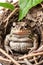 A cute toad in a nest of twigs