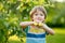 Cute toddler boy helping to harvest apples in apple tree orchard in summer day. Child picking fruits in a garden. Fresh healthy