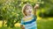 Cute toddler boy helping to harvest apples in apple tree orchard in summer day. Child picking fruits in a garden. Fresh healthy