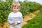 Cute toddler boy helping to pick blueberries