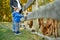 Cute toddler boy looking at an alpaca at a farm zoo on autumn day. Children feeding a llama on an animal farm. Kids at a petting