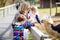 Cute toddler girl, little school kid boy and young mother feeding lama and alpaca on a kids farm. Two children petting