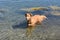 Really Cute Toller Dog Wading in the Ocean