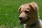 Cute Toller Puppy Dog on a Hot Summer Day