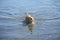 Cute Toller Puppy Dog Retrieving a Tennis Ball