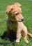 Cute Toller Puppy Dog Sitting in a Grass Field