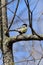 Cute tomtit sitting on a tree branch against a blue sky